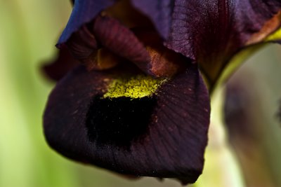 Iris atropurpurea