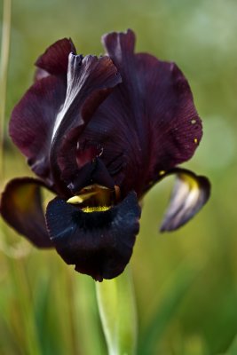 Iris atropurpurea