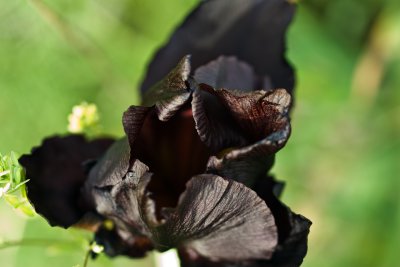 Iris atropurpurea