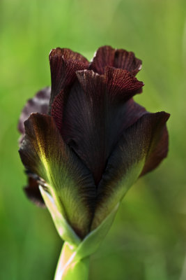 Iris atropurpurea