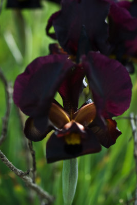 Iris atropurpurea