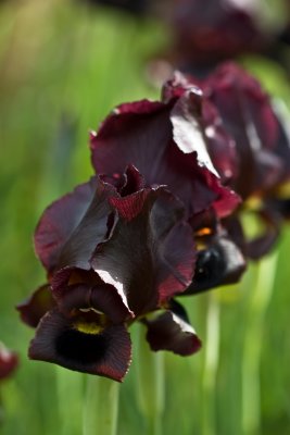 Iris atropurpurea