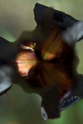 Iris atropurpurea