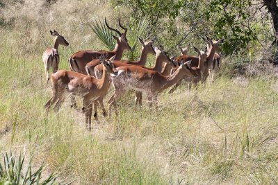 Impala