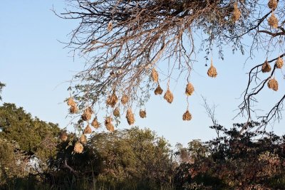 Lesser Masked Weaver Nests