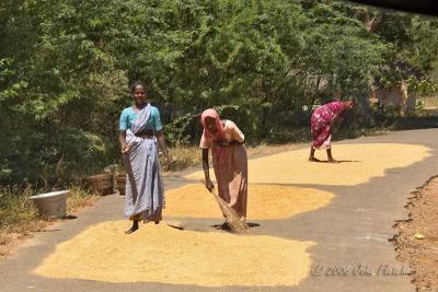 Drying Rice on the Road