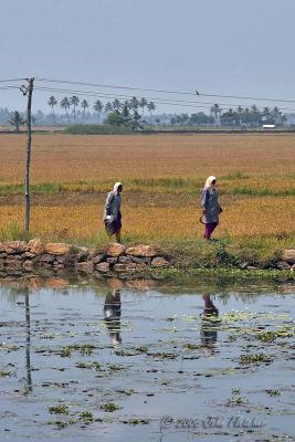 Rice Harvesters Reflected