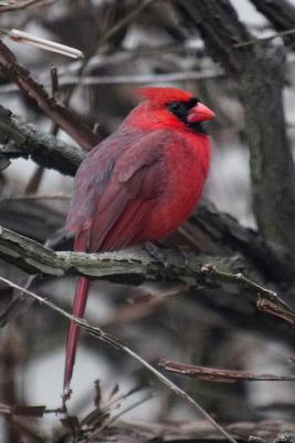 Cardinal I
