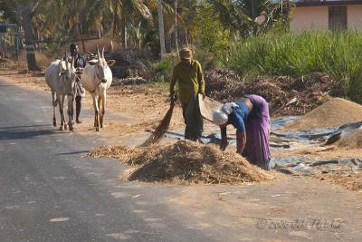 Threshing Rice