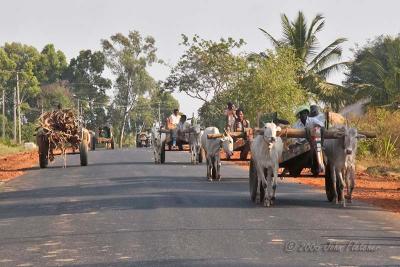 Oxcarts