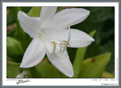 Hosta in bloom