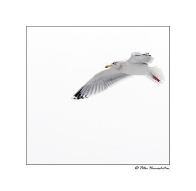 seagull.jpg