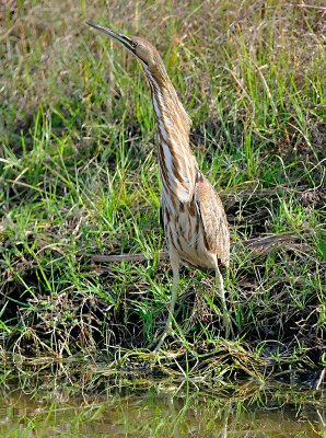 FGCU Wildlife 2