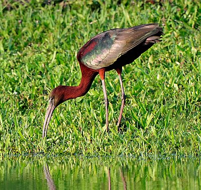 cypress_lake