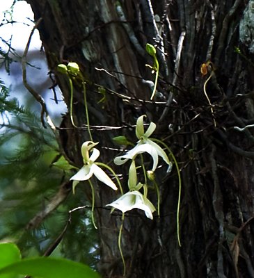 GHOST ORCHID-FLOWERS