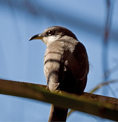 Mangrove cuckoo.jpg