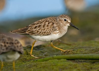 Least Sandpiper JCP4621.jpg