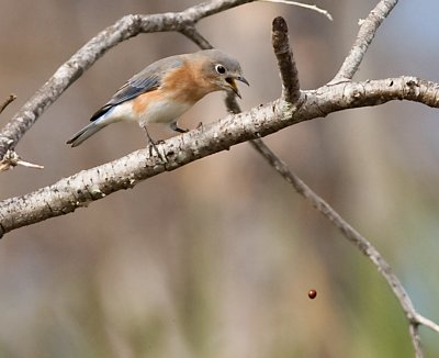 Small Birds
