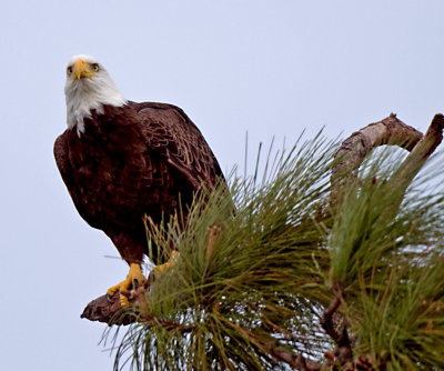 EAGLES 2010