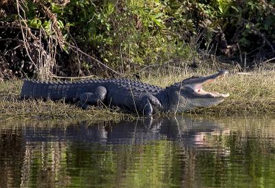6486 gator.jpg