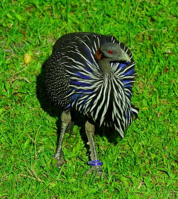 Animal Kingdom