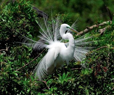 venice_rookery