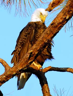 EAGLES 06