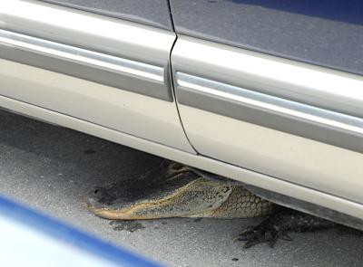 Anti-theft device.jpg