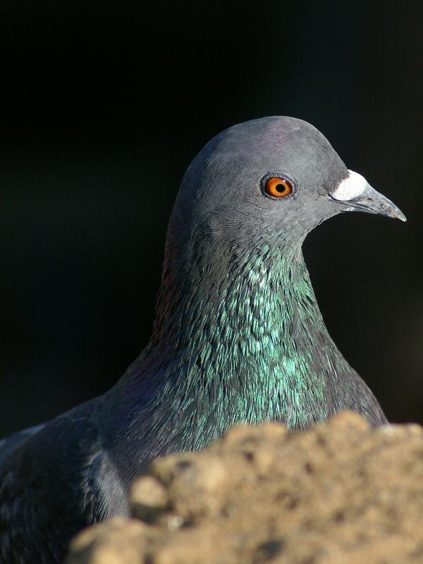 red eye.jpg