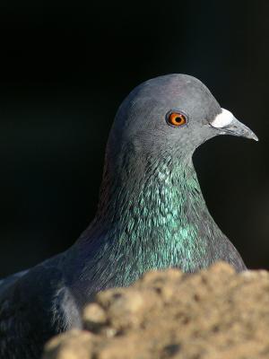 red eye.jpg