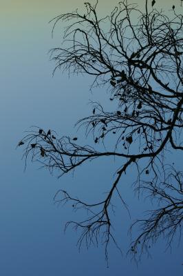 reflections on water.jpg