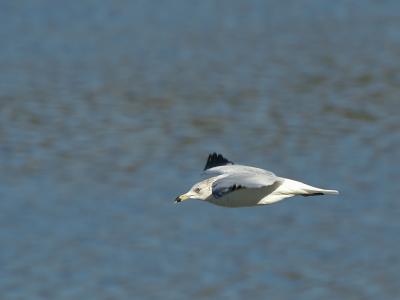 gull2.jpg