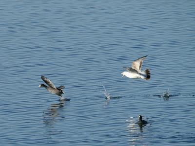 running on water.jpg