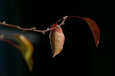 leaves.jpg