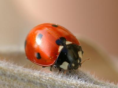 ladybug.jpg