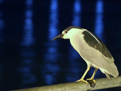 black crowned night heron.jpg