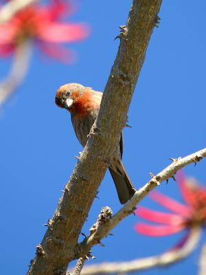 house finch.jpg