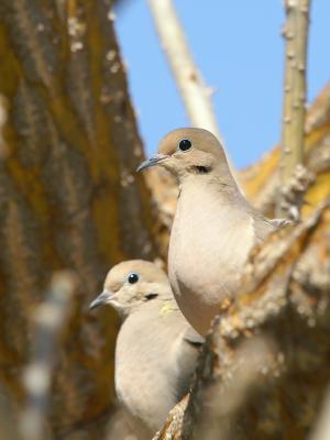 doves.jpg