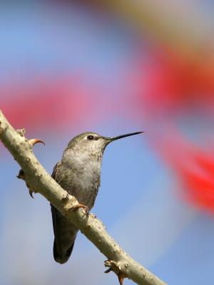 resting hummer.jpg