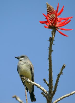 western king bird.jpg