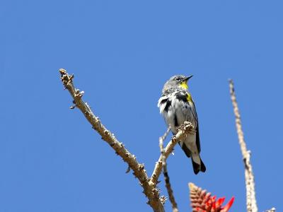 yellow rumpped warbler.jpg