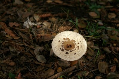 PICT6810.JPG