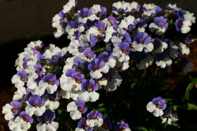 PICT6824.JPG