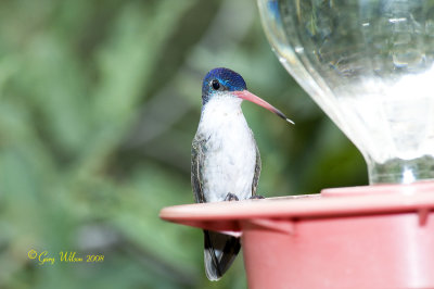 Immature Male Violet-Crowned