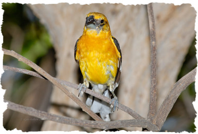 Yellow Grosbeak / Sonora Desert Museum
