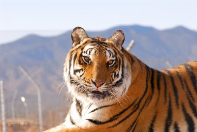 Half Sumatran and Bengal Tiger / Out of Africa