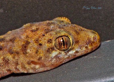 Closeup of a Gecko