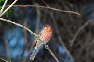 House Finch