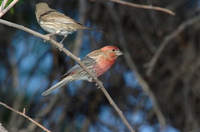 House Finches