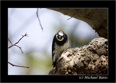Woodpeckers